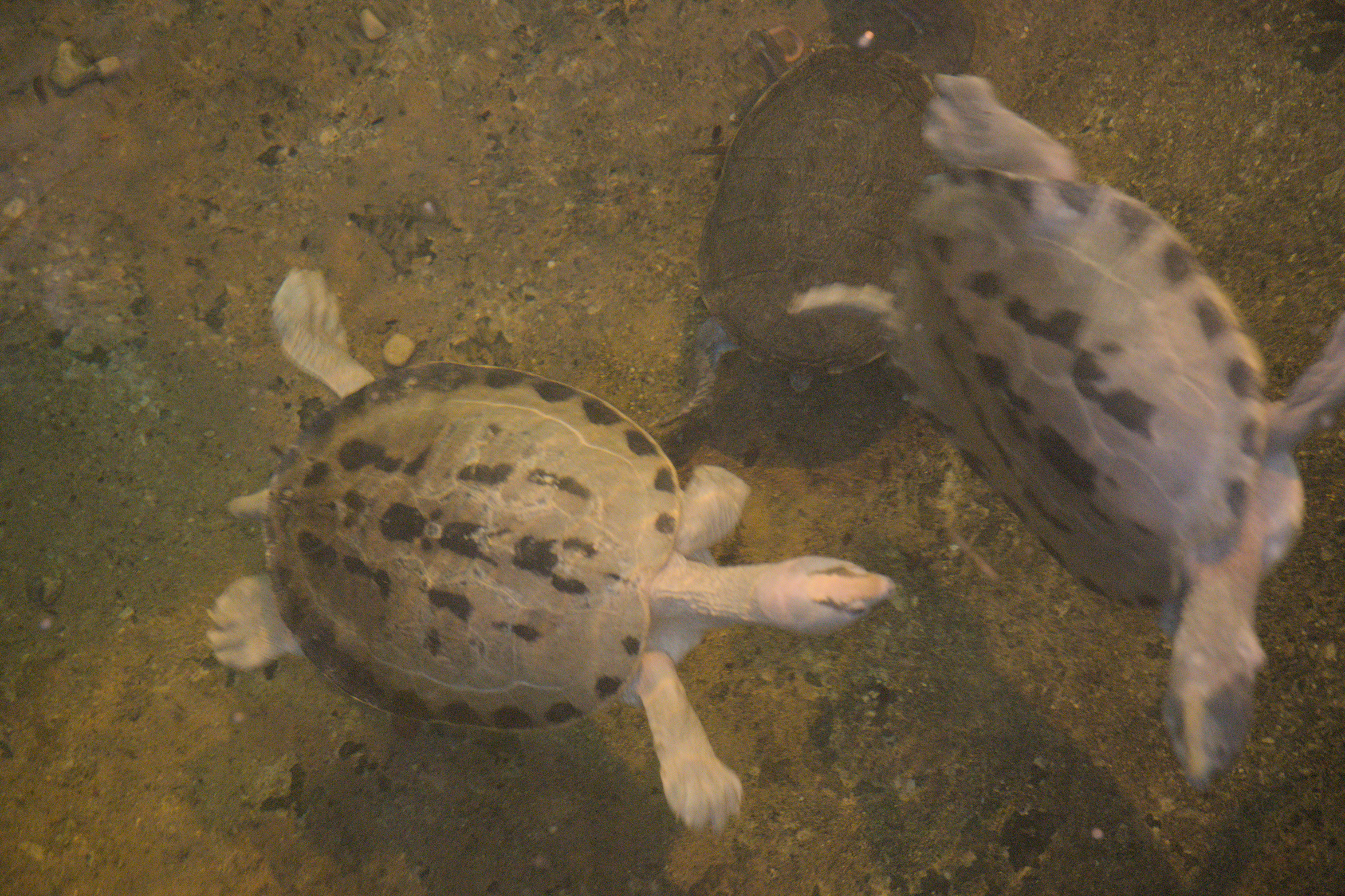 2025/10/12 - zoo/DSC_0133.jpg